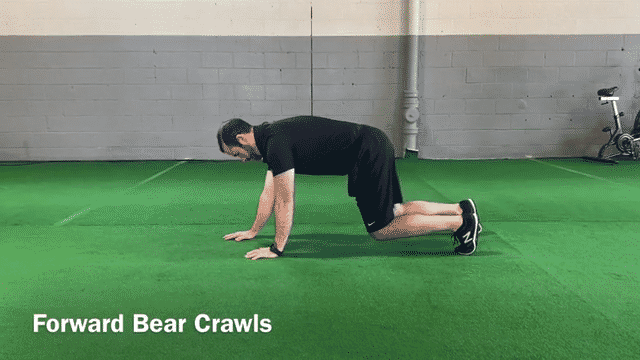 bear crawl exercise